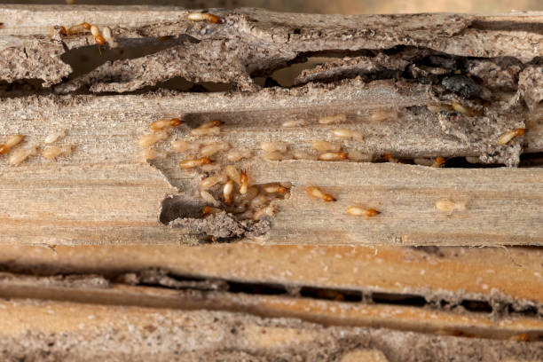 Best Best Pest Control Companies  in Shiremanstown, PA